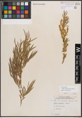 Foto von Salix exigua subsp. interior (Rowlee) Cronquist